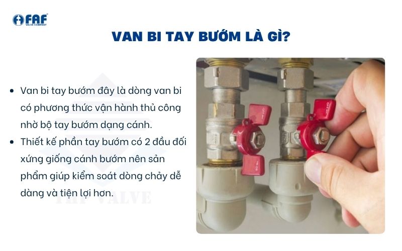 van bi tay bướm là gì